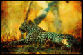 Big Cat 134065 Leopard A4 Limited Edition Watercolour Print