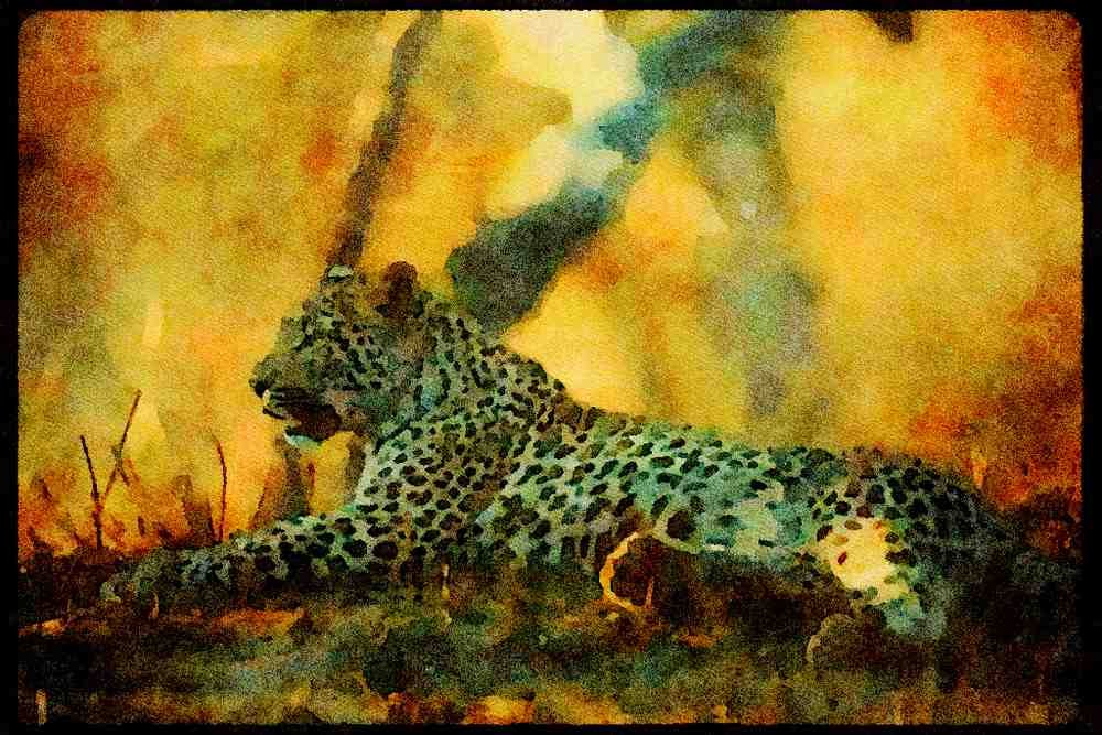 Big Cat 134065 Leopard A4 Limited Edition Watercolour Print