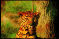 Big Cat 134066 Leopard, Eye Contact A4 Limited Edition Watercolour Print