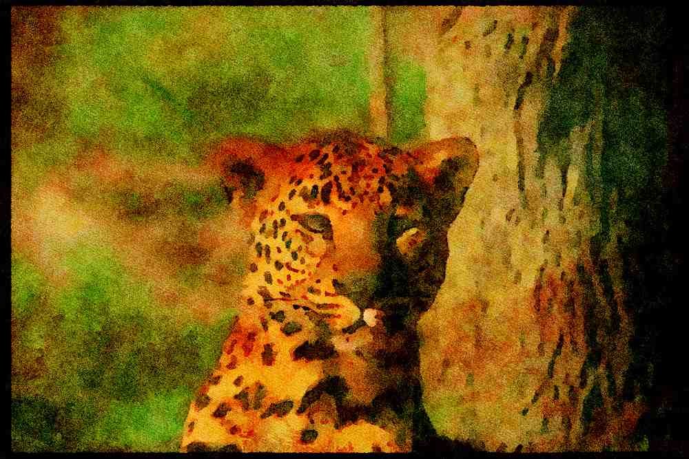 Big Cat 134066 Leopard, Eye Contact A4 Limited Edition Watercolour Print