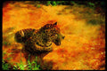 Big Cat 134068 Jaguar In Rain Forest Stream A4 Limited Edition Watercolour Print