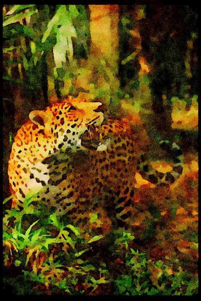 Big Cat 134069 Jaguar Looking At Prey A4 Limited Edition Watercolour Print