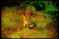 Big Cat 134072 Jaguar In A Rain Forest Stream A4 Limited Edition Watercolour Print