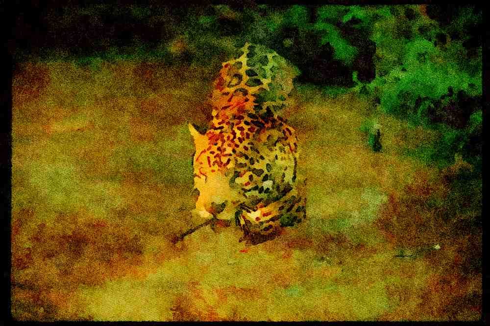 Big Cat 134072 Jaguar In A Rain Forest Stream A4 Limited Edition Watercolour Print