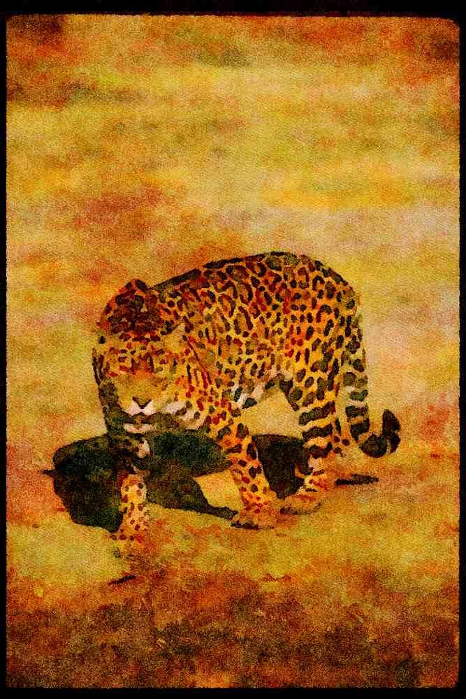 Big Cat 134074 Jaguar A4 Limited Edition Watercolour Print