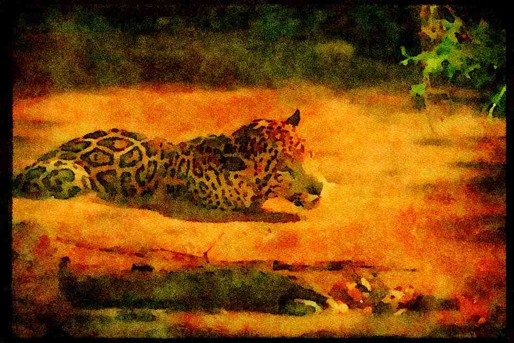 Big Cat 134075 Jaguar In Rain Forest Stream A4 Limited Edition Watercolour Print