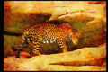 Big Cat 134078 Jaguar Near Den A4 Limited Edition Watercolour Print