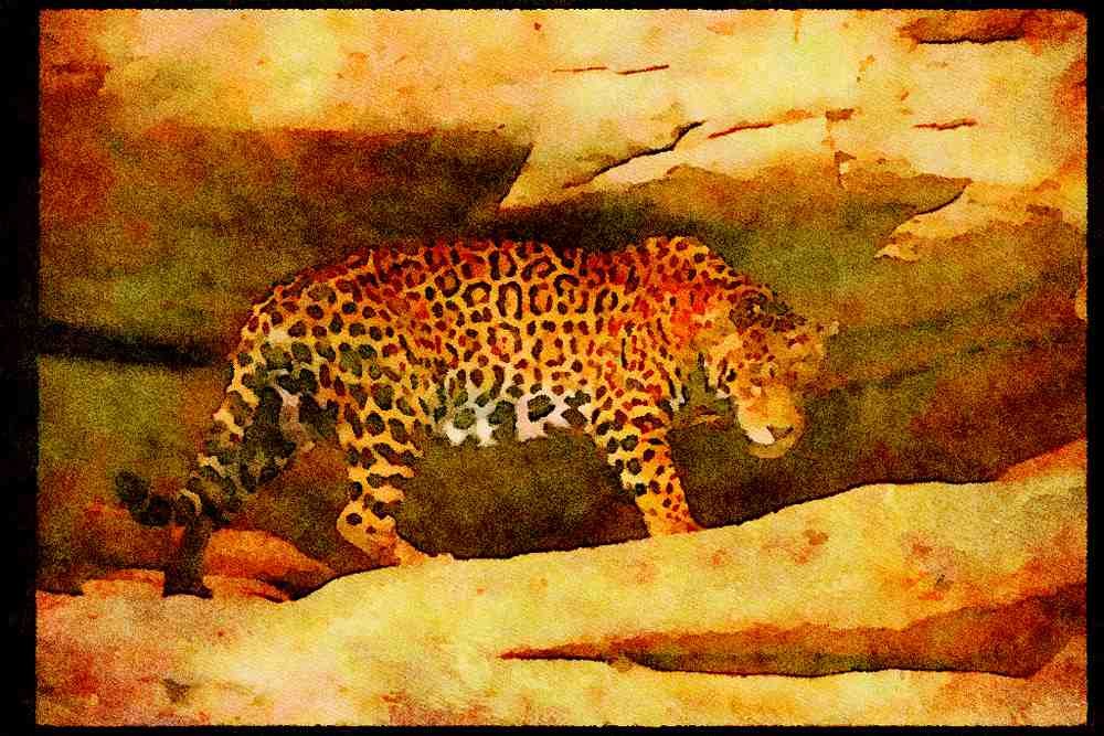 Big Cat 134078 Jaguar Near Den A4 Limited Edition Watercolour Print