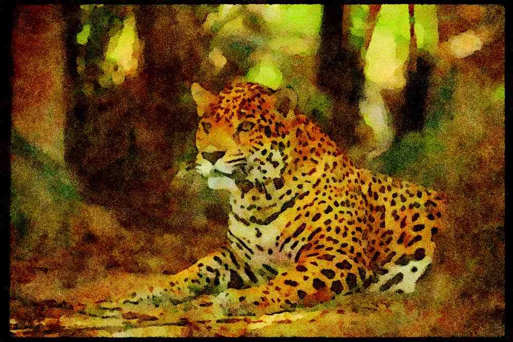 Big Cat 134079 Jaguar Lying Down A4 Limited Edition Watercolour Print