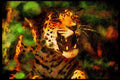 Big Cat 134081 Jaguar, Head Shot A4 Limited Edition Watercolour Print