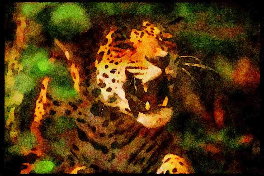 Big Cat 134081 Jaguar, Head Shot A4 Limited Edition Watercolour Print