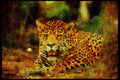 Big Cat 134083 Jaguar Lying Down A4 Limited Edition Watercolour Print
