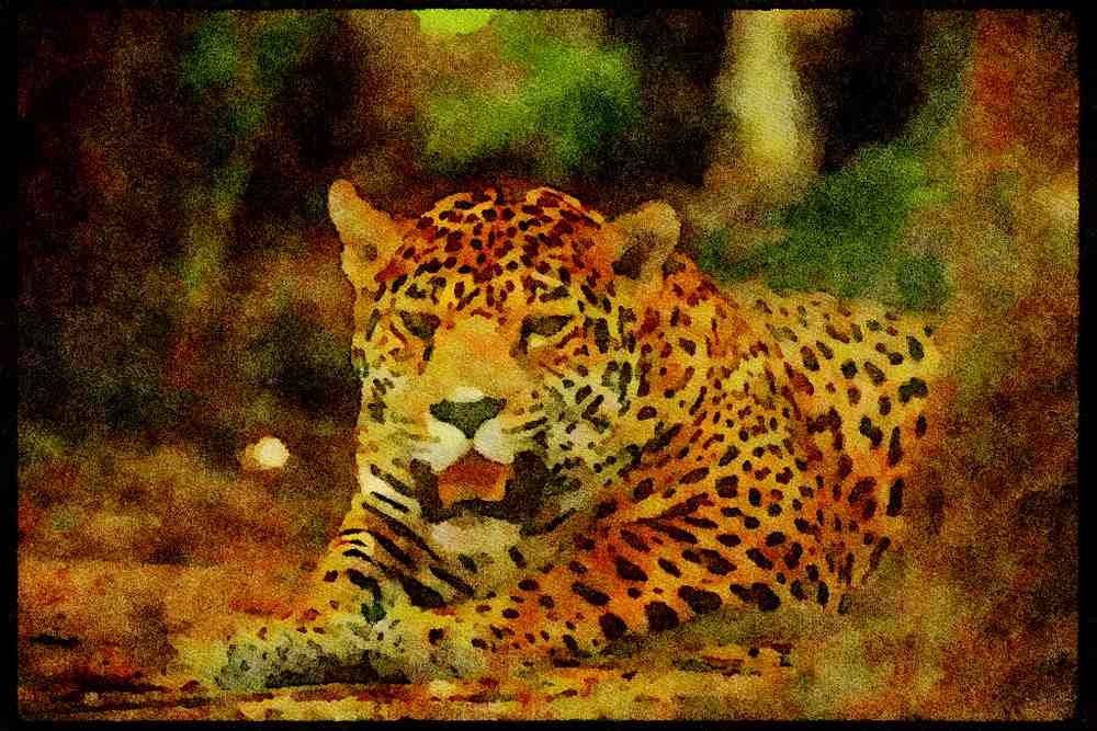 Big Cat 134083 Jaguar Lying Down A4 Limited Edition Watercolour Print