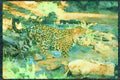 Big Cat 134084 Jaguar In Stream A4 Limited Edition Watercolour Print