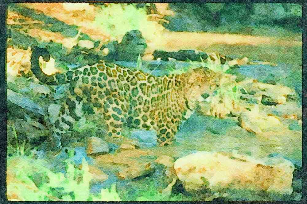 Big Cat 134084 Jaguar In Stream A4 Limited Edition Watercolour Print