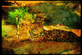 Big Cat 134085 Jaguar In Stream A4 Limited Edition Watercolour Print