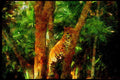 Big Cat 134086 Jaguar Climbing A Tree A4 Limited Edition Watercolour Print