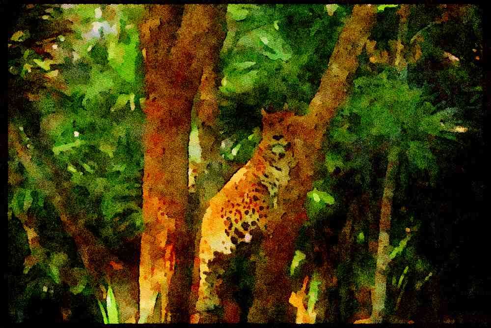 Big Cat 134086 Jaguar Climbing A Tree A4 Limited Edition Watercolour Print