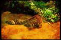 Big Cat 134087 Jaguar In Stream A4 Limited Edition Watercolour Print