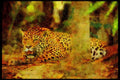 Big Cat 134090 Jaguar On Floor Of Tropical Forest A4 Limited Edition Watercolour Print