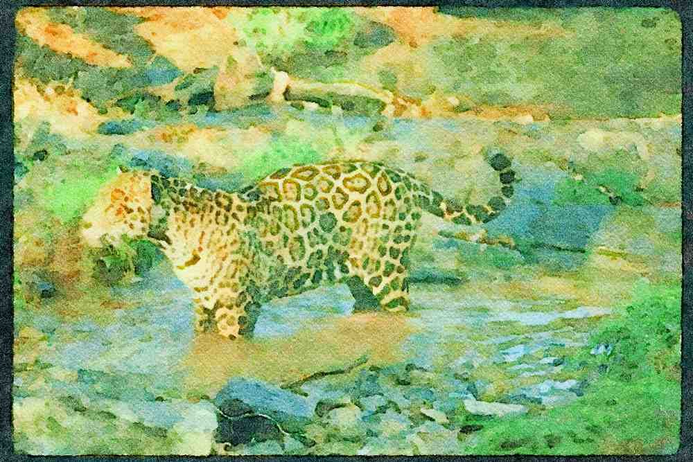 Big Cat 134091 Jaguar In Forest Stream A4 Limited Edition Watercolour Print