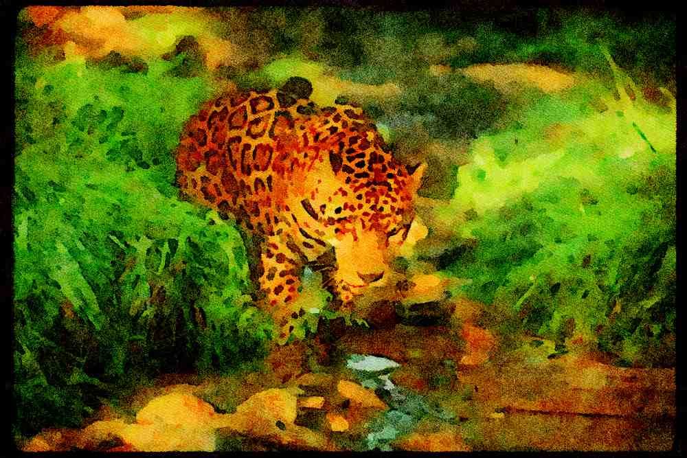 Big Cat 134092 Jaguar In Forest Stream A4 Limited Edition Watercolour Print