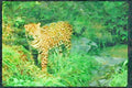 Big Cat 134093 Jaguar In Rain Forest A4 Limited Edition Watercolour Print