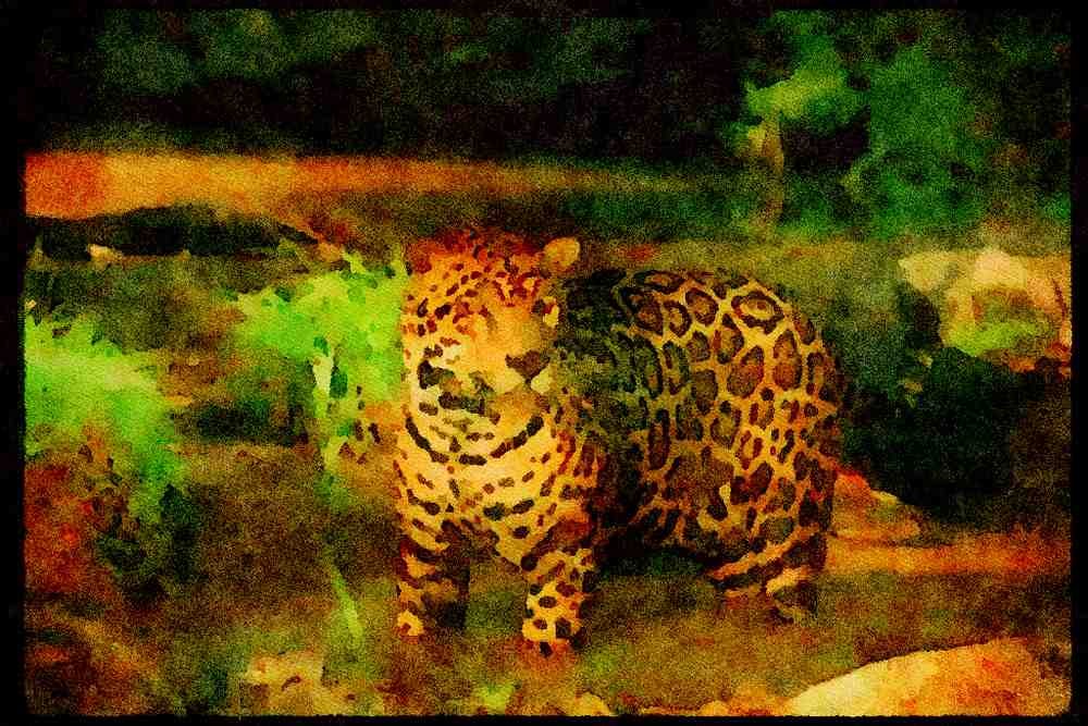 Big Cat 134094 Jaguar In Forest Stream A4 Limited Edition Watercolour Print
