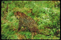 Big Cat 134095 Jaguar In Rain Forest A4 Limited Edition Watercolour Print