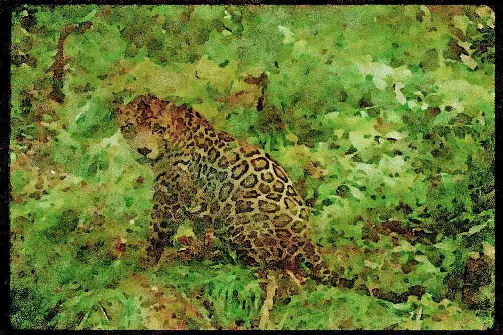 Big Cat 134095 Jaguar In Rain Forest A4 Limited Edition Watercolour Print