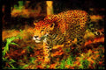 Big Cat 134096 Jaguar In Rain Forest A4 Limited Edition Watercolour Print