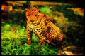 Big Cat 134097 Jaguar In Rain Forest A4 Limited Edition Watercolour Print