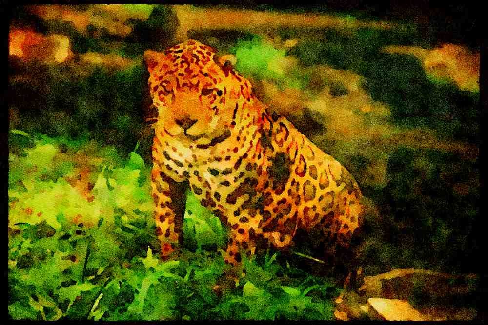 Big Cat 134097 Jaguar In Rain Forest A4 Limited Edition Watercolour Print