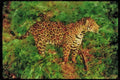 Big Cat 134098 Jaguar In Rain Forest A4 Limited Edition Watercolour Print