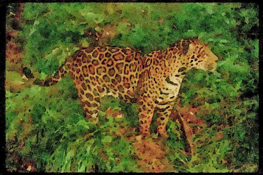 Big Cat 134098 Jaguar In Rain Forest A4 Limited Edition Watercolour Print