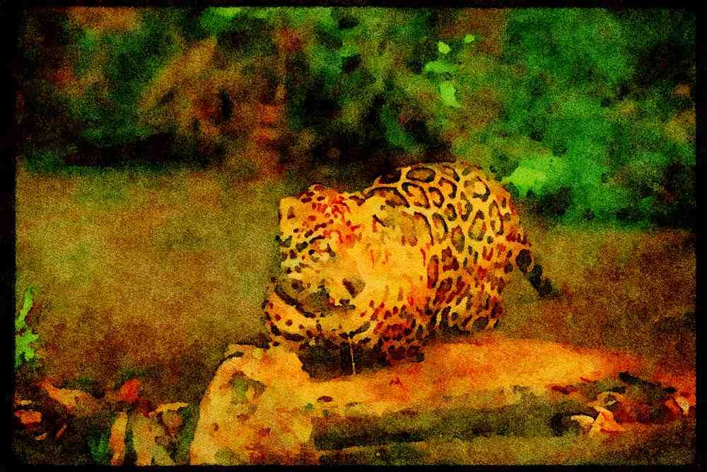 Big Cat 134099 Jaguar In Forest Stream A4 Limited Edition Watercolour Print
