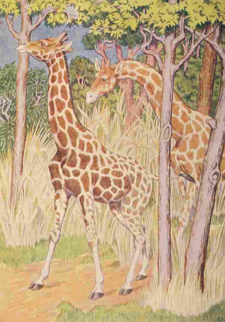Billinghurst Percy Beasts Shown to the Children nd Giraffes A4 Photo Print