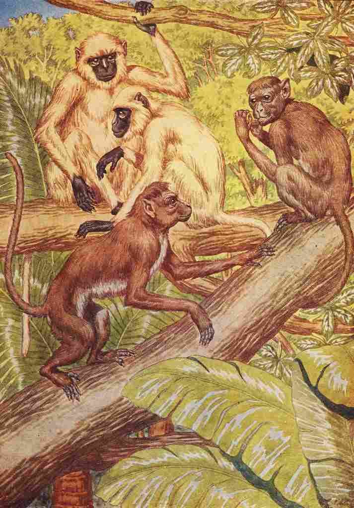 Billinghurst Percy Beasts Shown to the Children nd Monkeys A4 Photo Print