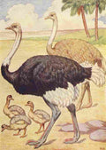 Billinghurst Percy Beasts Shown to the Children nd Ostriches A4 Photo Print