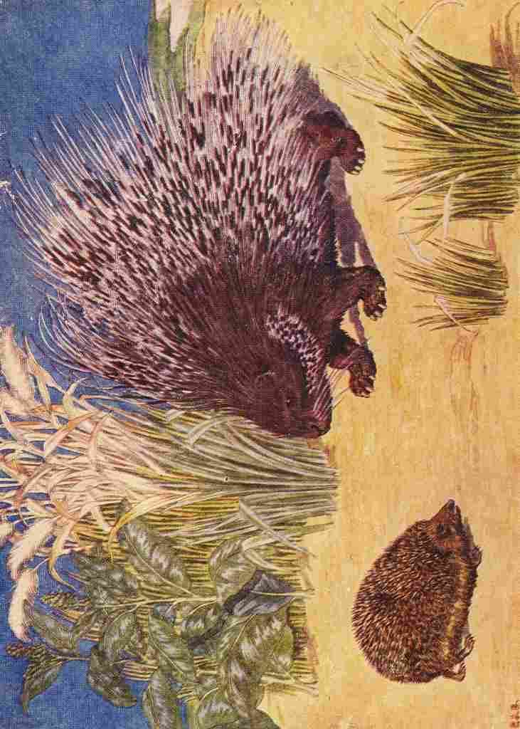 Billinghurst Percy Beasts Shown to the Children nd Porcupine & Hedgehog A4 Photo Print