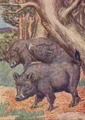 Billinghurst Percy Beasts Shown to the Children nd Wild Boar A4 Photo Print