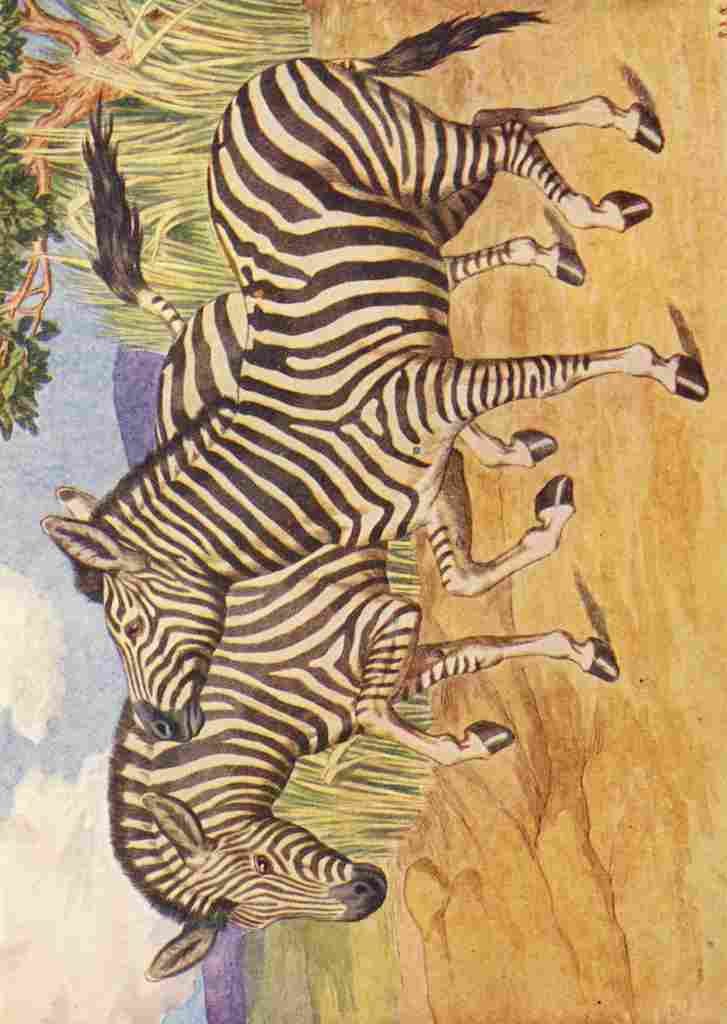 Billinghurst Percy Beasts Shown to the Children nd Zebras A4 Photo Print