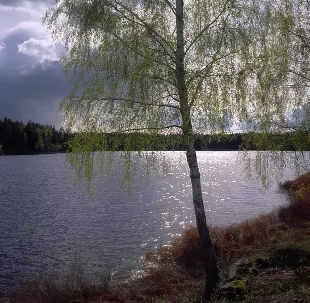 Birch Tree Reflection A4 Photo Print