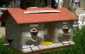 Bird King Feeder A4 Photo Print