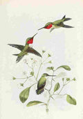 Bird Lore 1922 Ruby throated Hummingbird A4 Photo Print