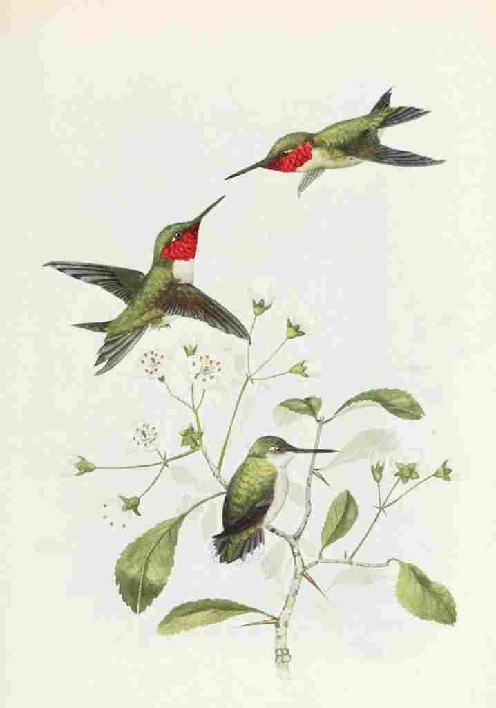 Bird Lore 1922 Ruby throated Hummingbird A4 Photo Print