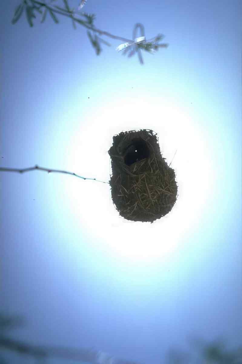Bird Nest Branch 2 A4 Photo Print