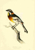 Birds Bahamas 1880 Bahama Finch A4 Photo Print