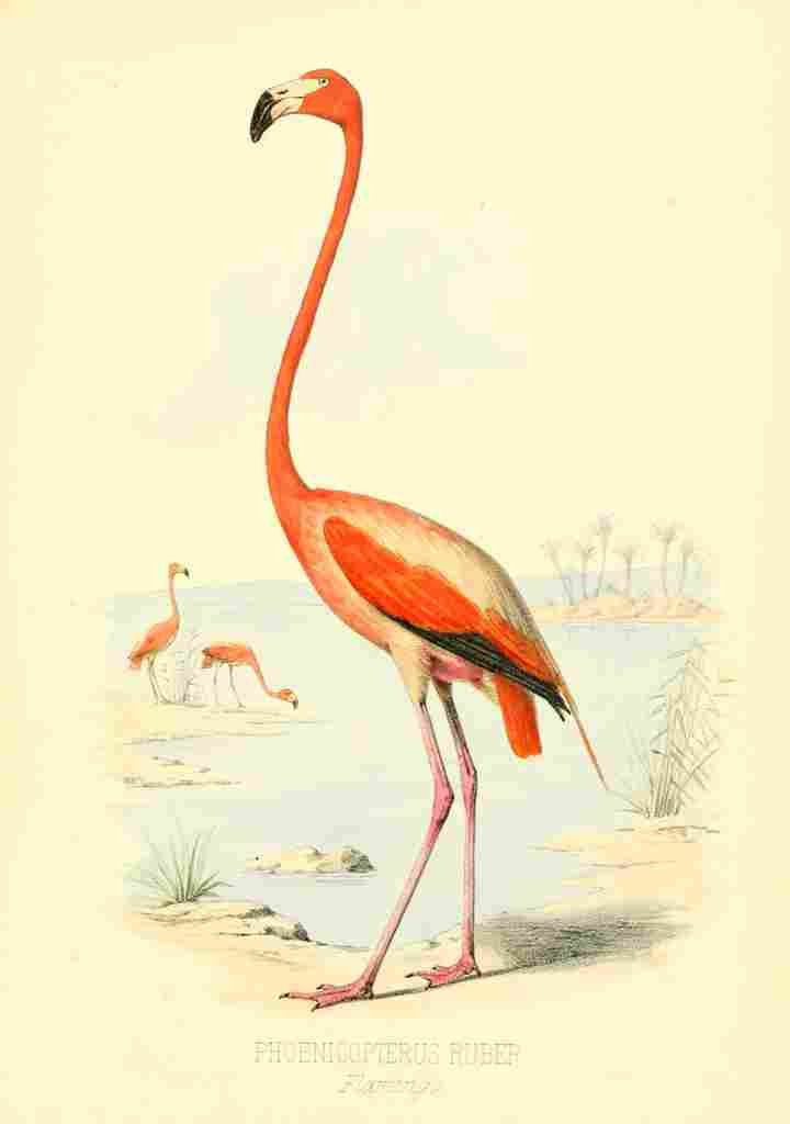 Birds Bahamas 1880 Flamingo A4 Photo Print
