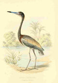 Birds Bahamas 1880 Inagua Heron A4 Photo Print